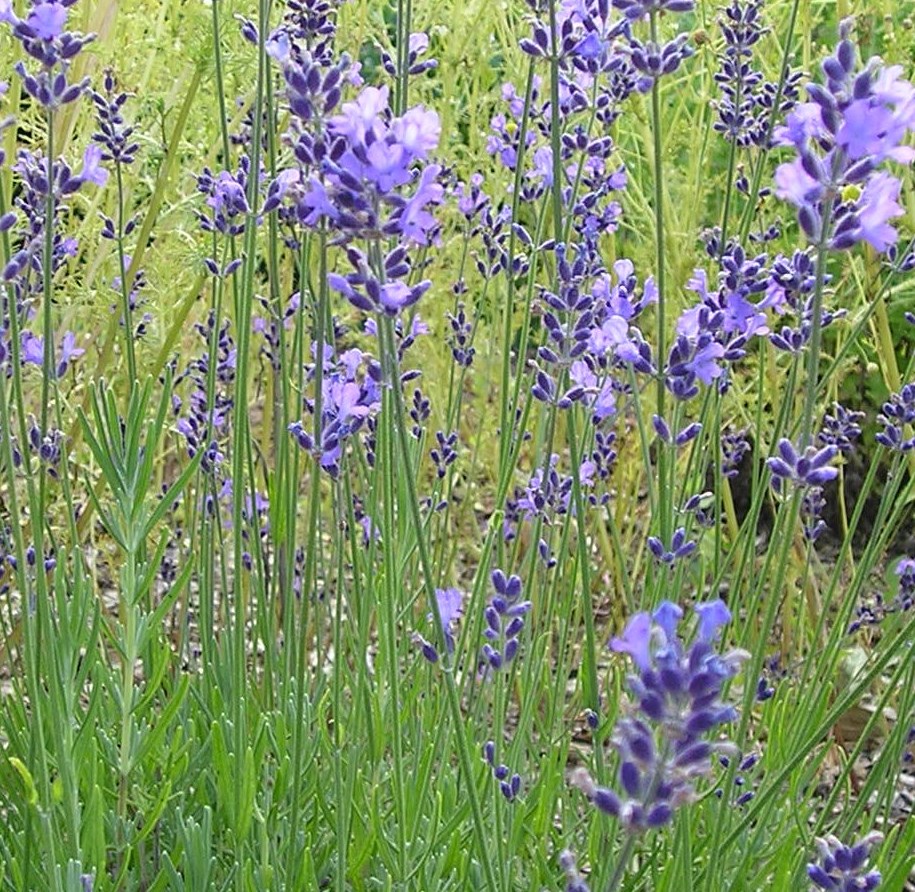 Lavender, Bulgarian (Lavandula angustifolia "Vera")